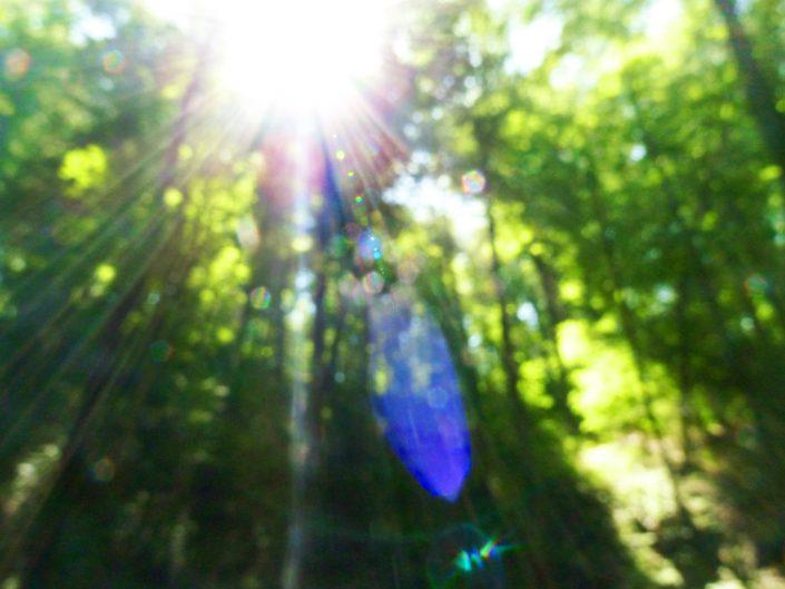 Forrest light beings